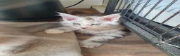 Maine Coon cats for sale: Fantastic Xl Main Coons Girls - Advert 2