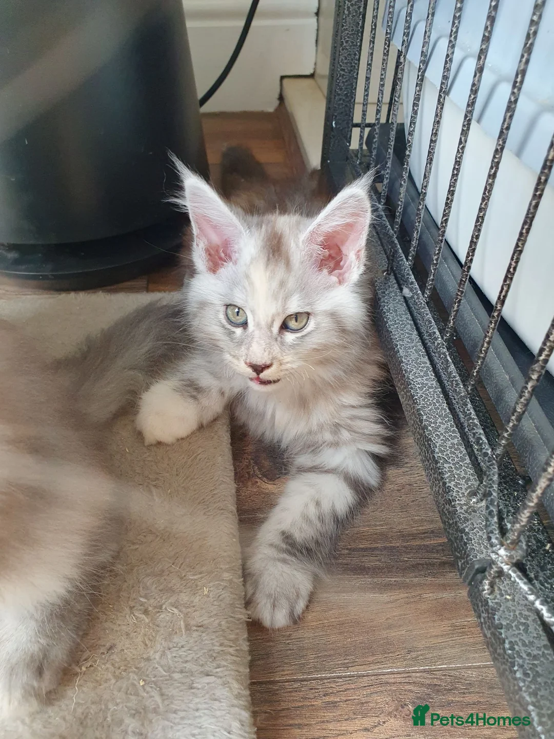 Maine Coon cats for sale: Fantastic Xl Main Coons Girls - Advert 2