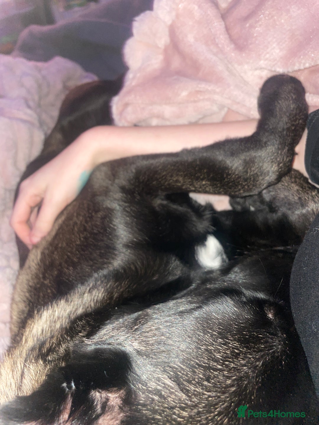 Belgian Shepherd Dog dogs for sale: Arabella - Image 4