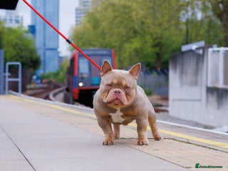 American Bully dogs in London - Advert 1