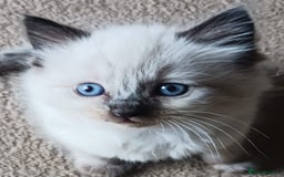 Ragdoll cats for sale: CUTE RAGDOLL KITTENS  - Image 14