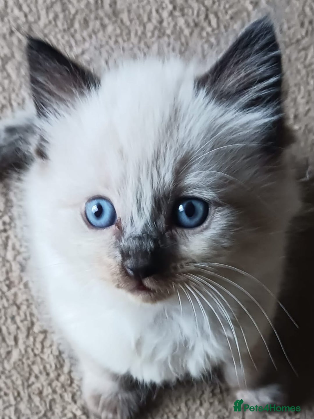 Ragdoll cats for sale: CUTE RAGDOLL KITTENS  - Image 14