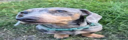 Miniature Dachshund dogs for sale: Stunning 18mth old male - Advert 4