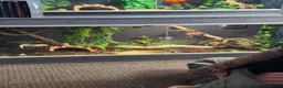 Snake reptiles for sale: 3 female 1 male  - Advert 8
