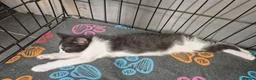 Mixed Breed cats for sale: Kittens 8 weeks old - Advert 9