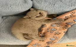 British Shorthair cats for sale: Champion Line British Shorthair Kittens - Image 35