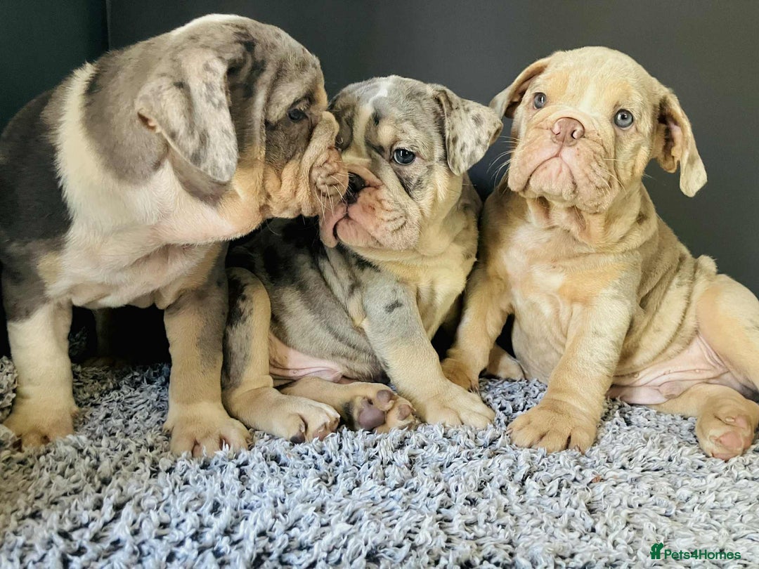 English Bulldog dogs for sale: READY NOW LILAC MERLE ENGLISH BULLDOG BOY in Gunnislake - Image 19