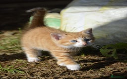 Mixed Breed cats for sale: Playful loving kittens looking for homes  - Image 7