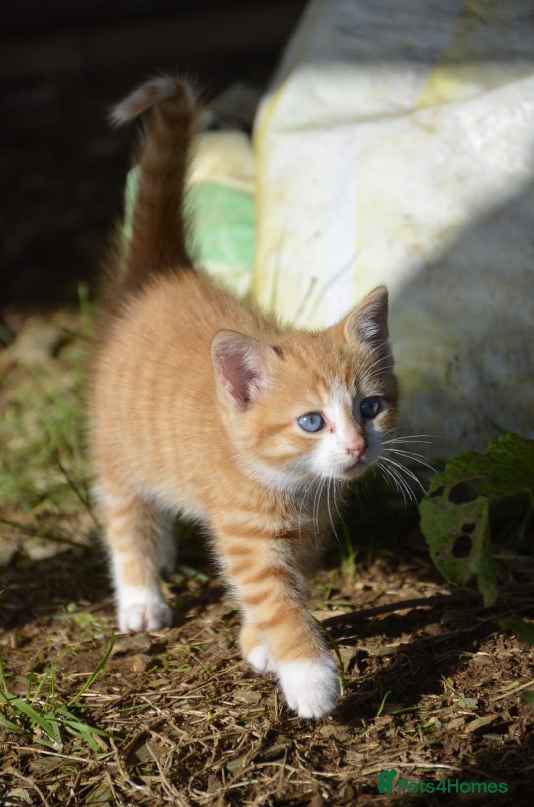 Mixed Breed cats for sale: Playful loving kittens looking for homes  - Image 7