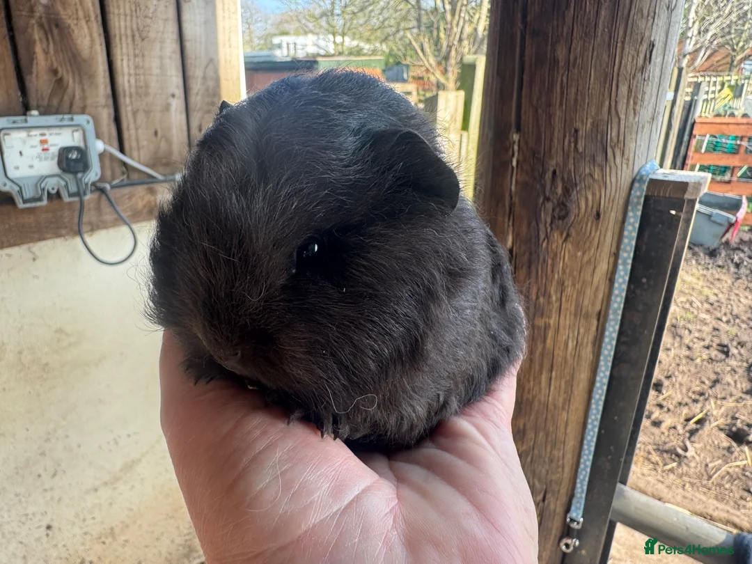 Guinea Pig rodents for sale: Bonded Swiss guinea pig boars - Advert 5