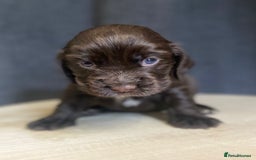 Cocker Spaniel dogs for sale: KC Reg Cocker Spaniels ready next week! Choc/black - Image 14