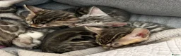 Bengal cats for sale: 4 gorgeous female Bengal kittens ready to reserve - Advert 14