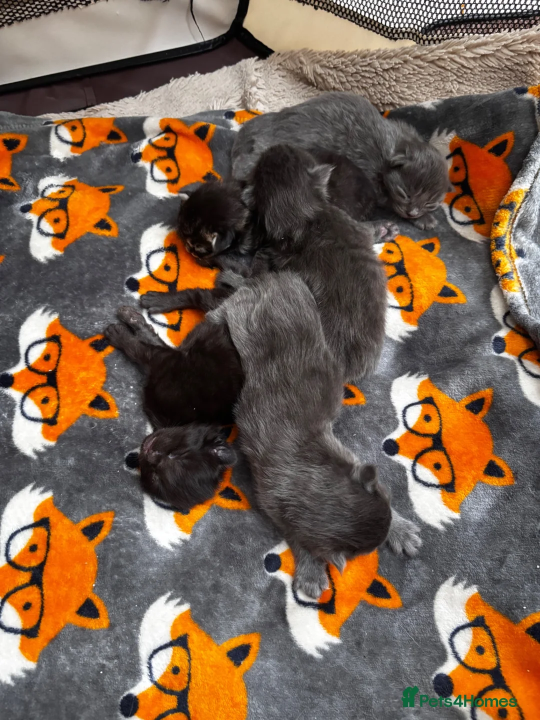 Maine Coon cats for sale: Maincoon x blue smoke in Southampton - Advert 2
