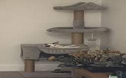 Ragdoll cats for sale: Ragdoll kittens  - Image 21