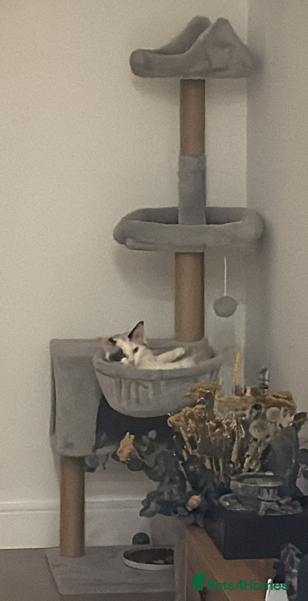 Ragdoll cats for sale: Ragdoll kittens  - Image 21