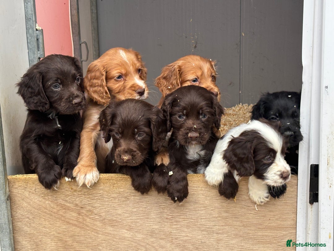 Cocker Spaniel dogs for sale: Cocker spaniel pups  - Advert 3