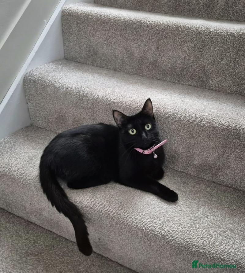 Mixed Breed cats 4 beautiful kittens  - Advert 2