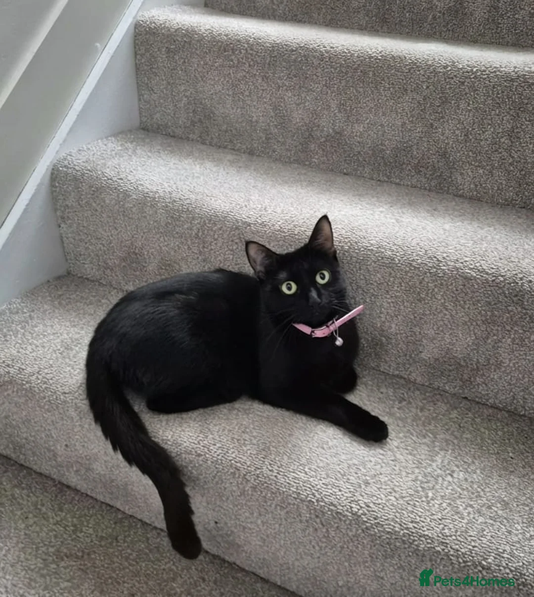 Mixed Breed cats for sale: 4 beautiful kittens  in Witham - Advert 1