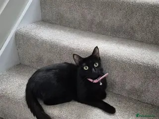 Mixed Breed cats 4 beautiful kittens - Advert 6