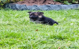 German Shepherd dogs for sale: Outstanding long coat German shepherd puppies  - Image 10