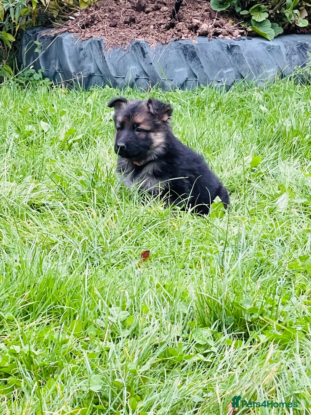 German Shepherd dogs for sale: Outstanding long coat German shepherd puppies  - Image 10