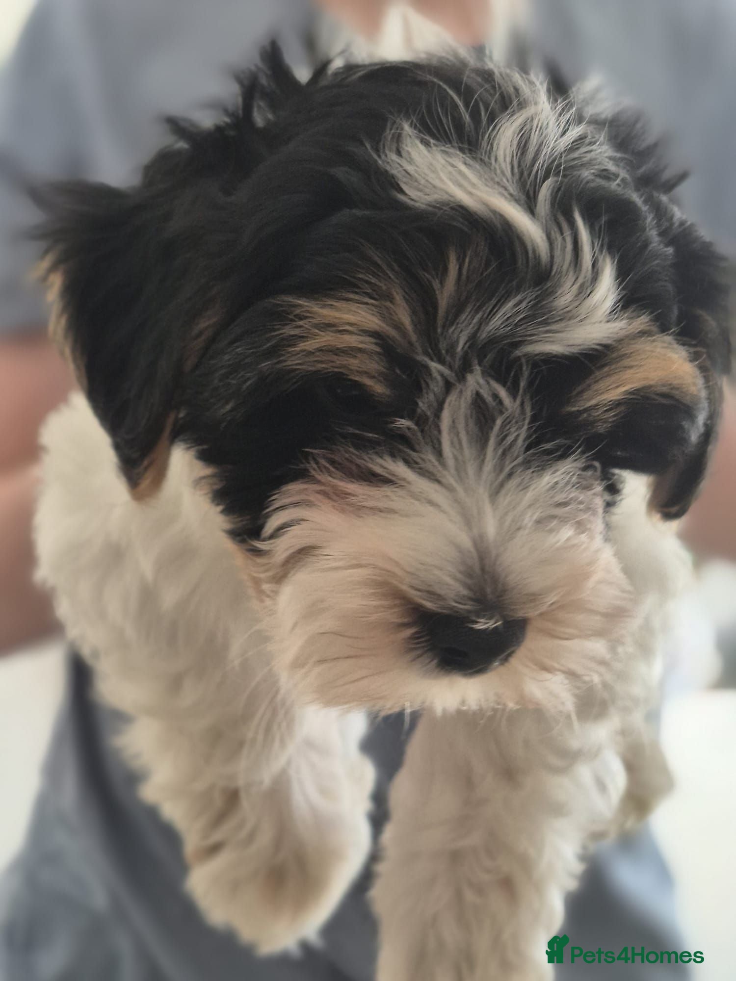 Biewer Terrier dogs Biewer Terrier Puppies, READY NOW - Advert 4