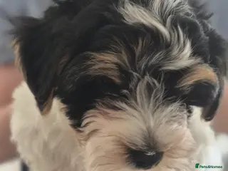 Biewer Terrier dogs Biewer Terrier Puppies, READY NOW - Advert 4