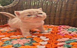 Exotic cats for sale: 🏆Champion sired exotic and Persian kittens 😸 ♥️  - Image 7