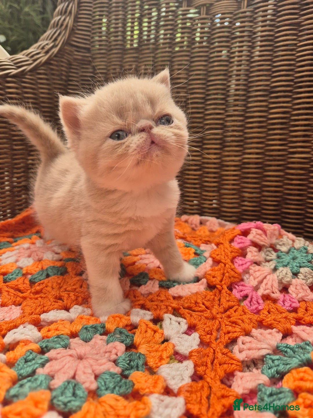 Exotic cats for sale: 🏆Champion sired exotic and Persian kittens 😸 ♥️  - Image 7