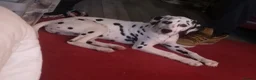 Dalmatian dogs for sale: Beautiful Purebred Black-Spotted Dalmatian Puppies - Advert 4