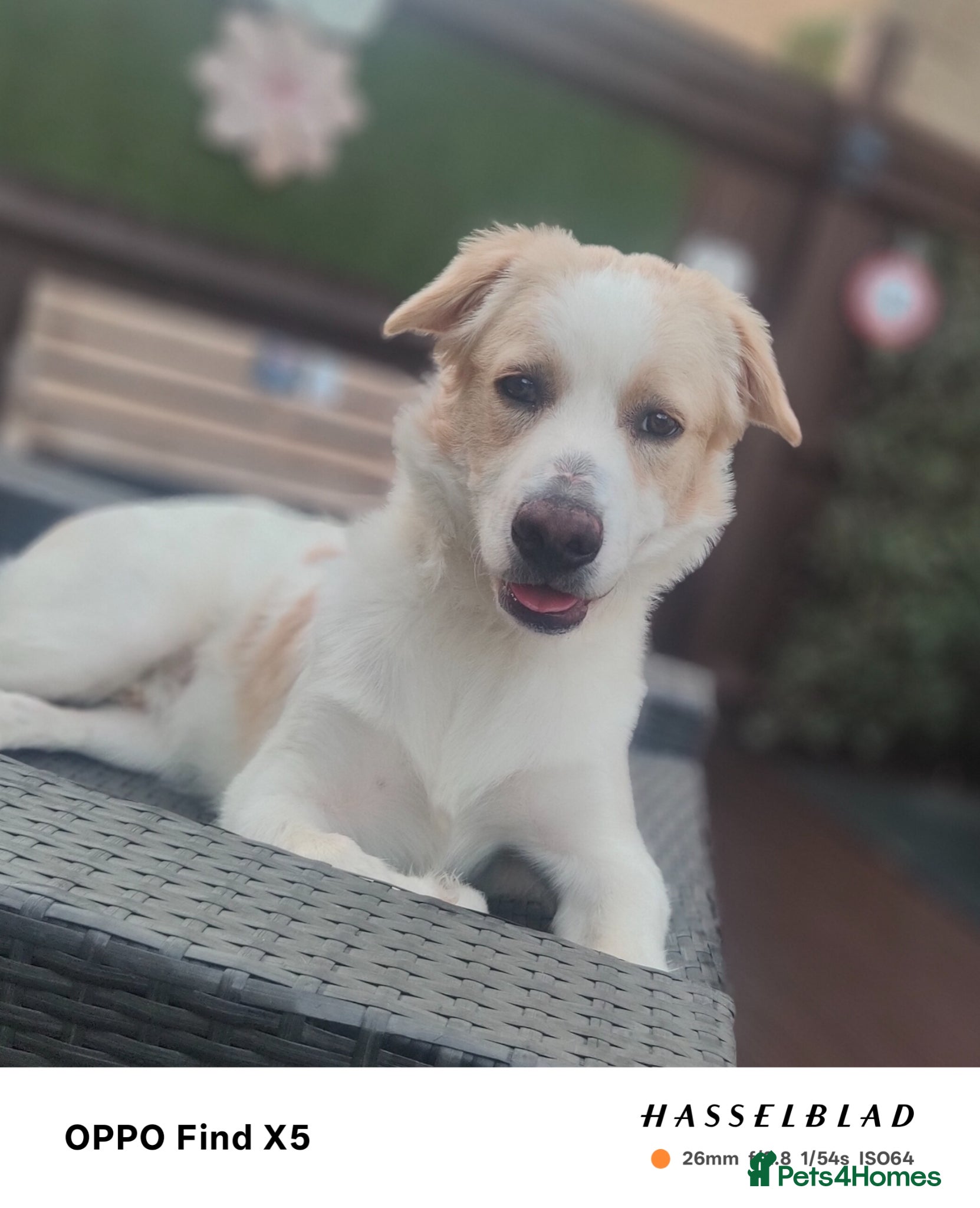 Belgian Shepherd Dog dogs Finding Teddy's forever home  - Advert 1