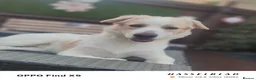 Belgian Shepherd Dog dogs for sale: Finding Teddy's forever home  in Corby - Advert 1