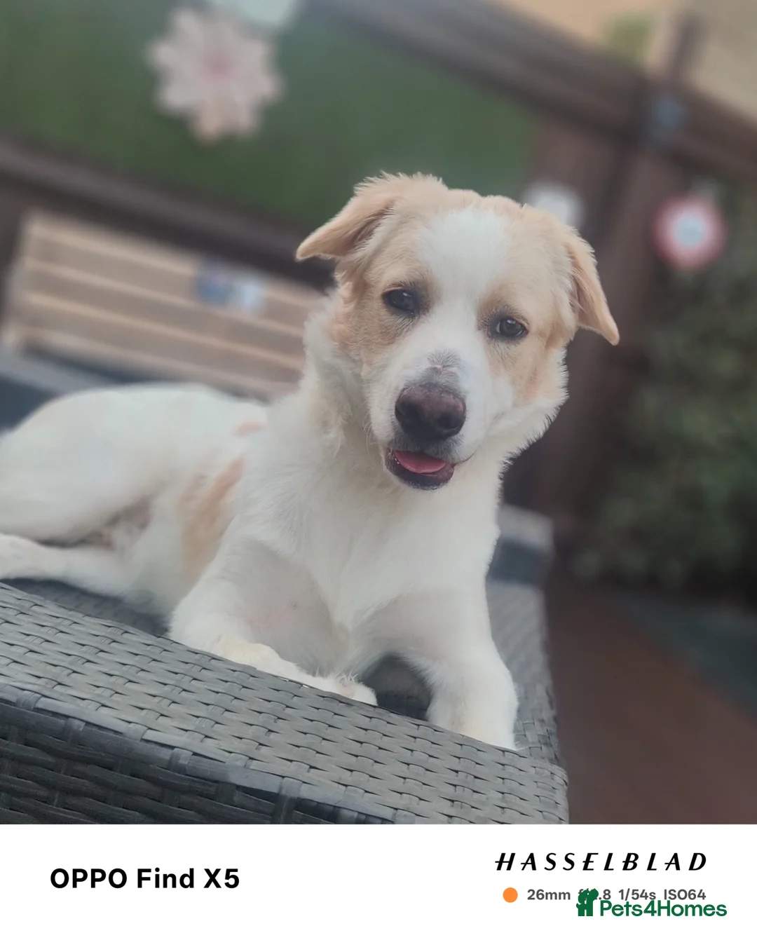 Belgian Shepherd Dog dogs for sale: Finding Teddy's forever home  in Corby - Advert 1