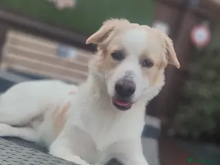 Belgian Shepherd Dog dogs Finding Teddy's forever home - Advert 1