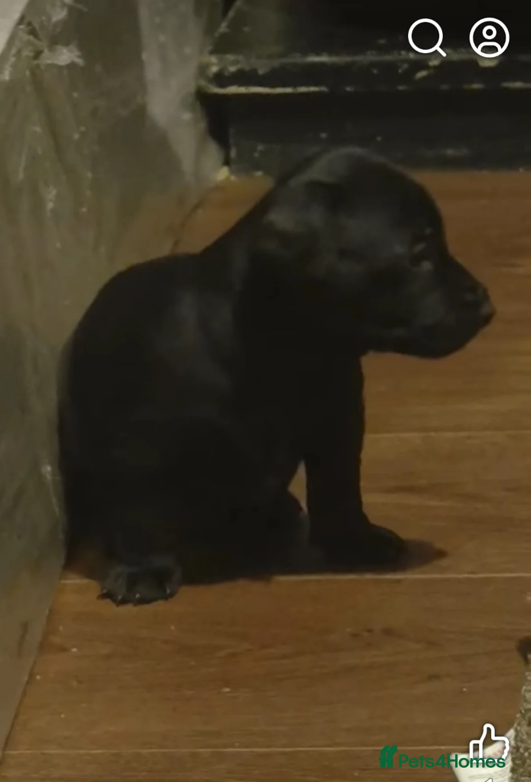 Dachshund dogs for sale: Dachshund puppies - Advert 16