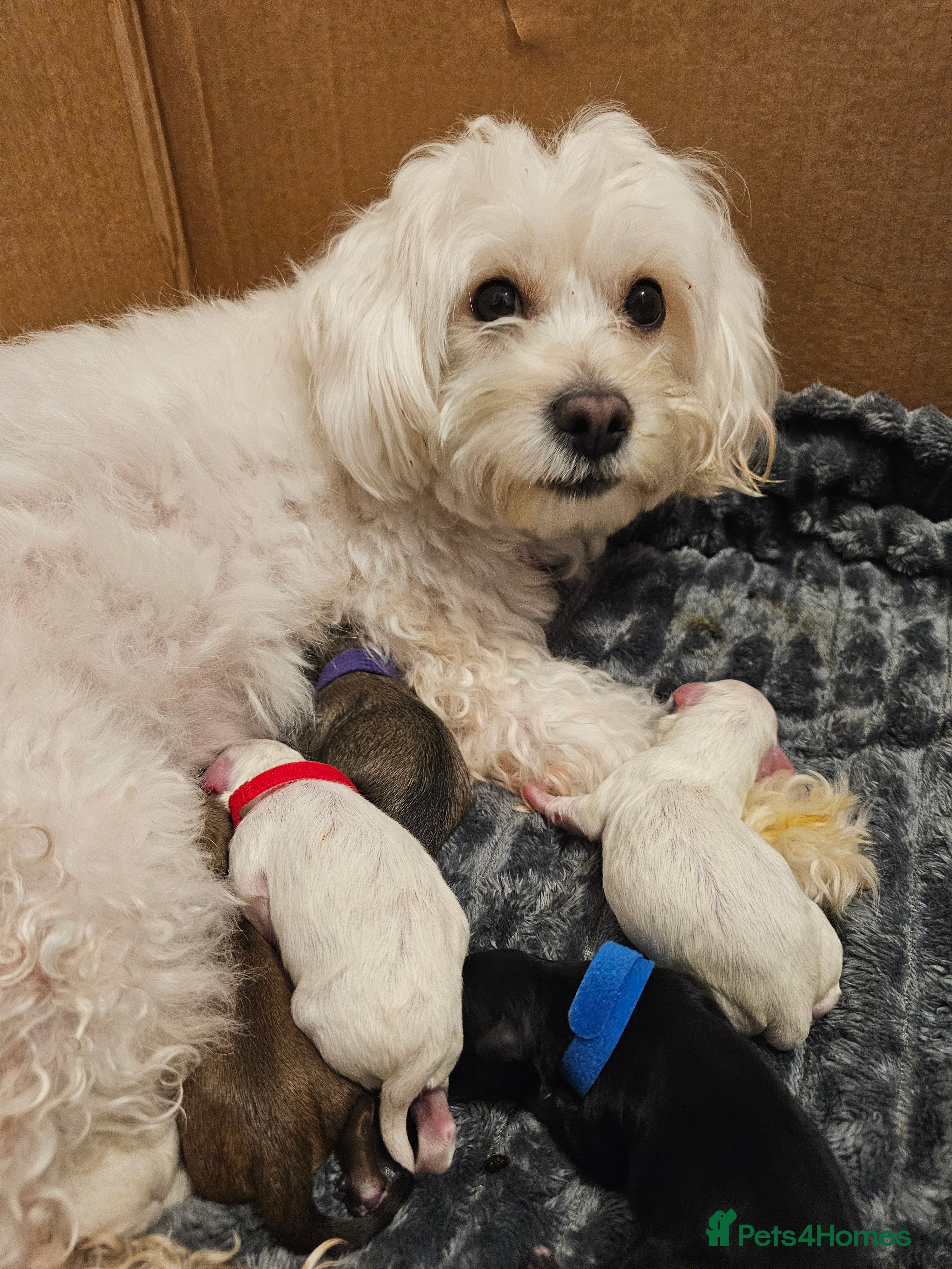 Bichon Frise dogs Bichon puppies - Advert 7