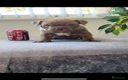 American Bully dogs for sale: Abr Micro Exotic American Bully - Image 6