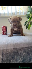 American Bully Puppy 3