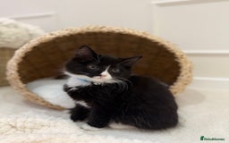 Mixed Breed cats for sale: Our Beautiful Dice - Image 15