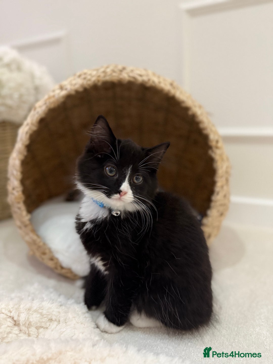 Mixed Breed cats for sale: Our Beautiful Dice - Image 15