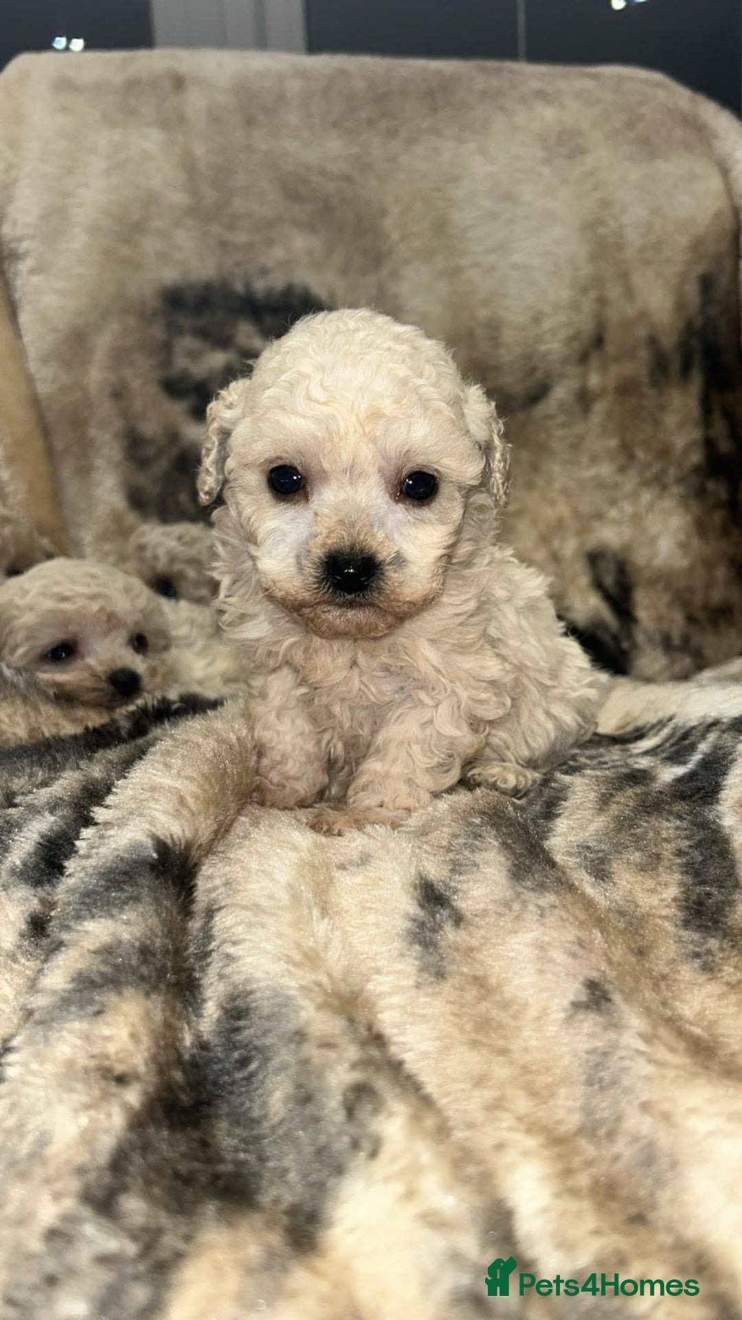 Toy Poodle dogs for sale: Two male Beautiful toy poodles  - Advert 2