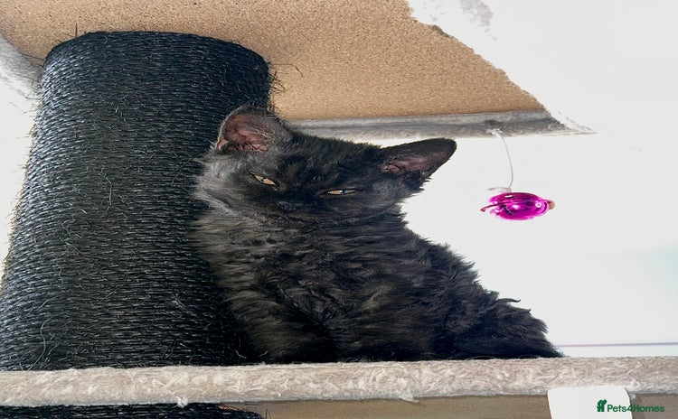 Selkirk Rex cats Selkirk rex kittens 😻 - Advert 8