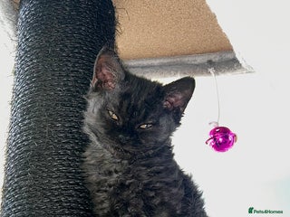 Selkirk Rex cats Selkirk rex kittens 😻 - Advert 4