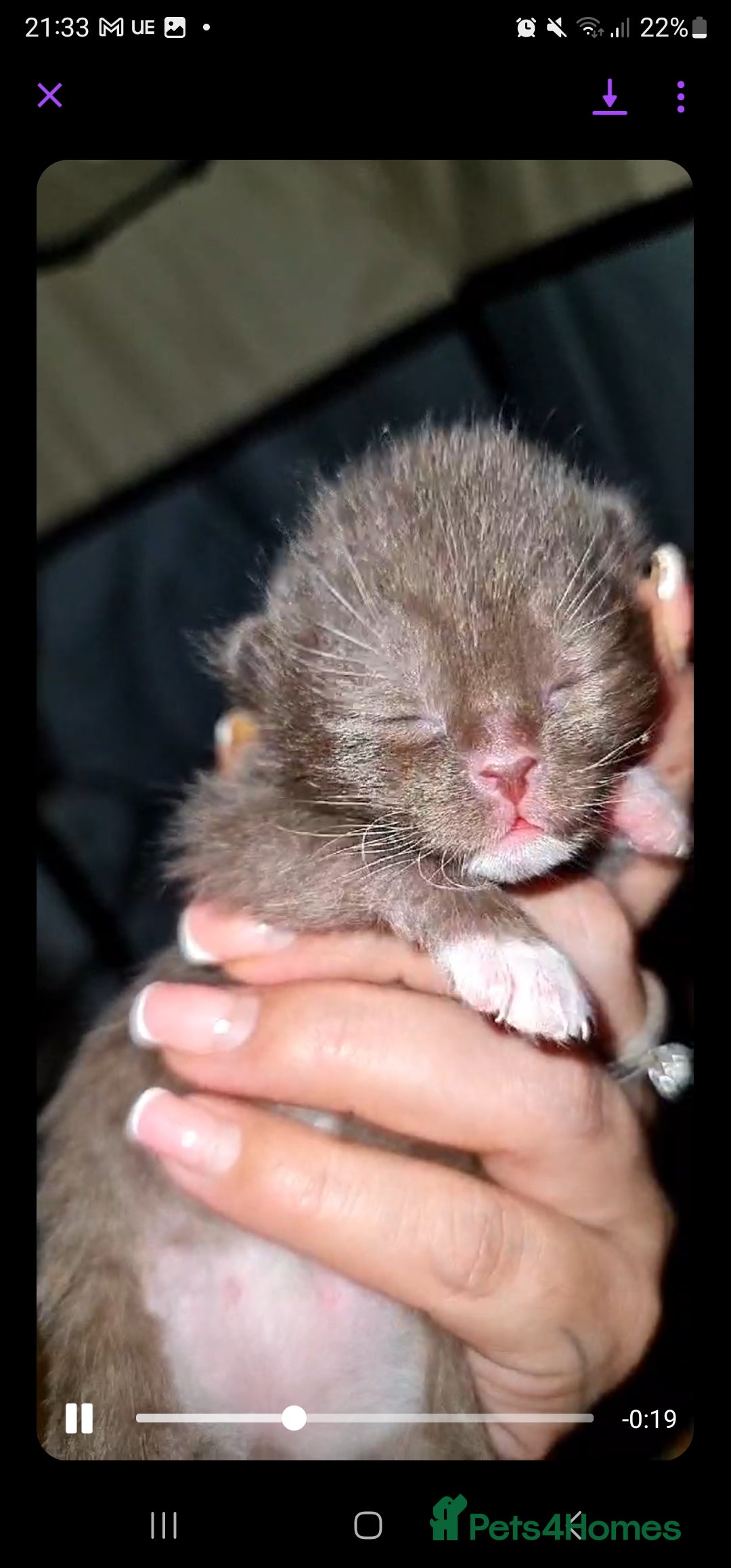 British Shorthair cats Beautiful cinnamon/choc and blue babies 😸 - Advert 2