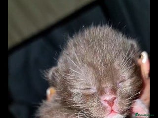 British Shorthair cats Beautiful cinnamon/choc and blue babies 😸 - Advert 1