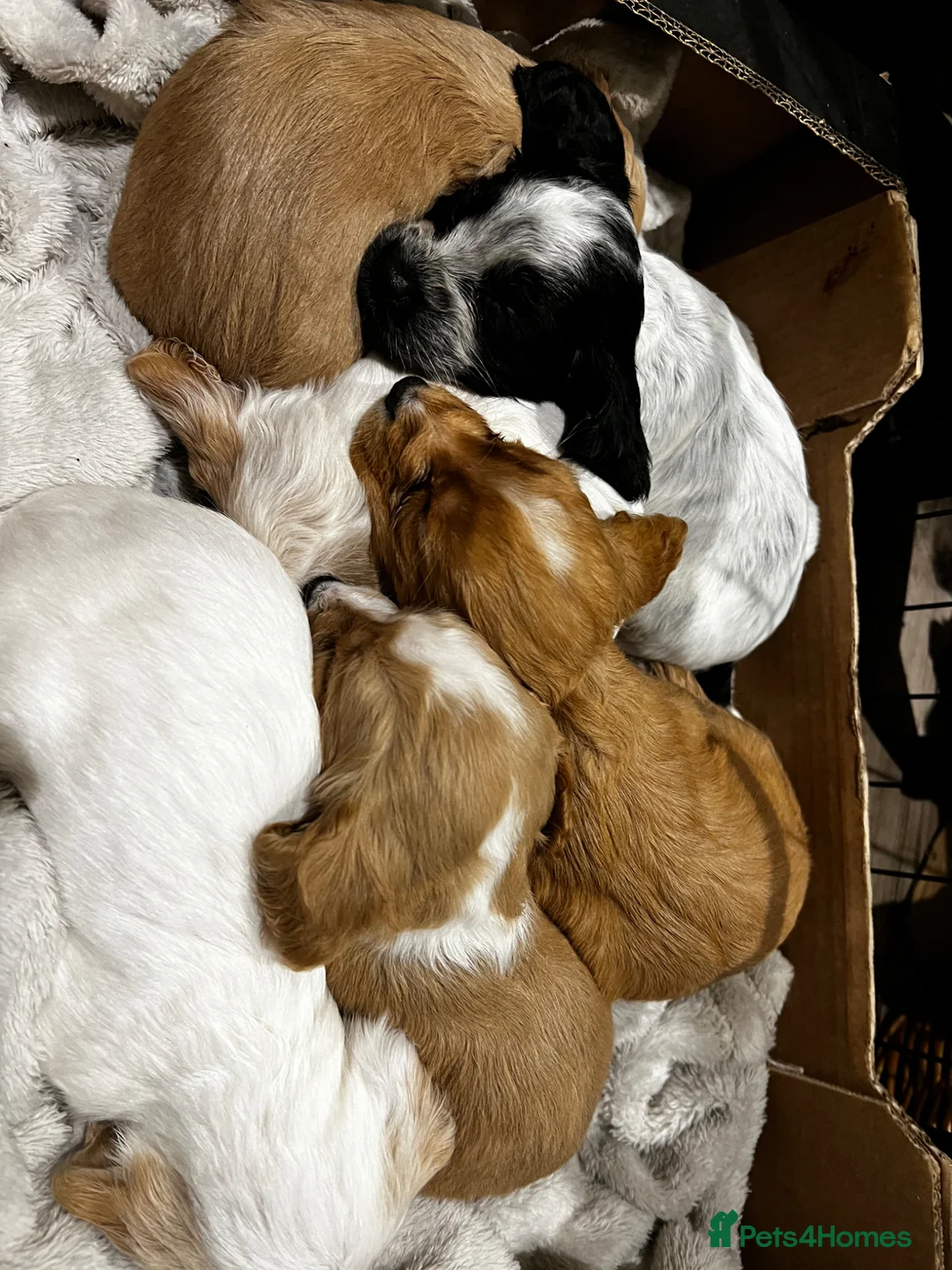 Cocker Spaniel dogs for sale: KC Working Cocker Spaniel  - Advert 2