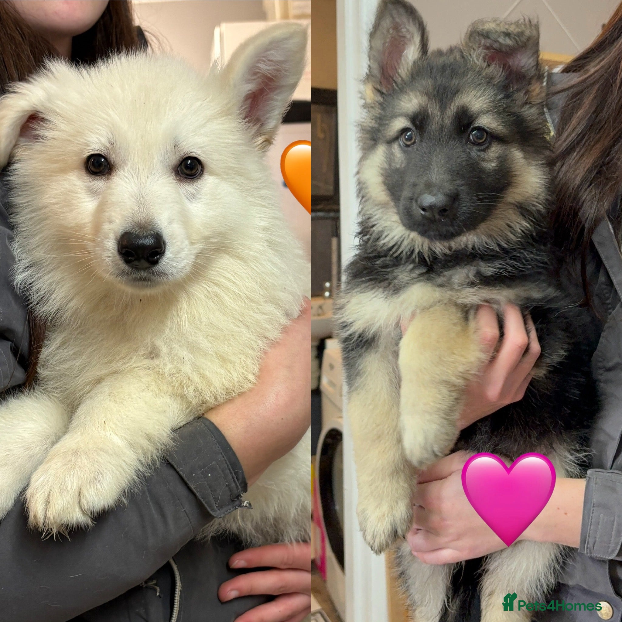 German Shepherd dogs READY NOW! KC German Shepherd Puppies 👀🏡 - Advert 4