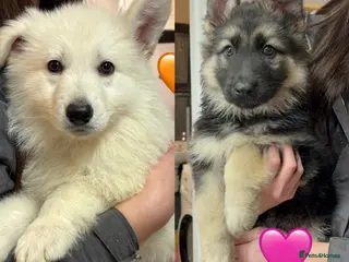 German Shepherd dogs READY NOW! KC German Shepherd Puppies 👀🏡 - Advert 4