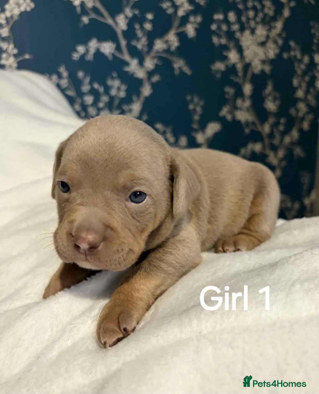 American Bully dogs for sale: Pocket bully - Advert 8