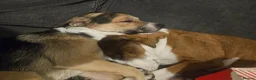 Mixed Breed dogs for stud: Stud Border Collie x Jack Russel  in Watlington - Advert 8